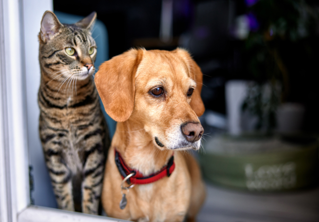 Dog and Cat
